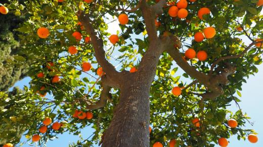 Pomerančovník (ilustrační snímek)