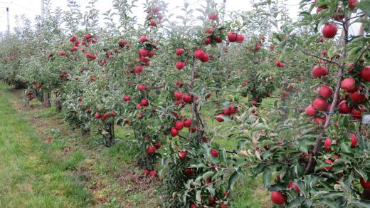 Pěstuje se tu rovnou deset odrůd jablek