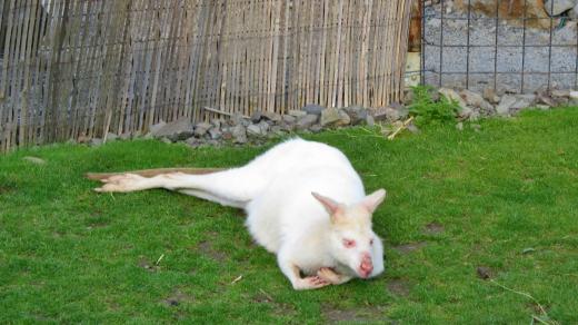 Bílý klokan bennettův