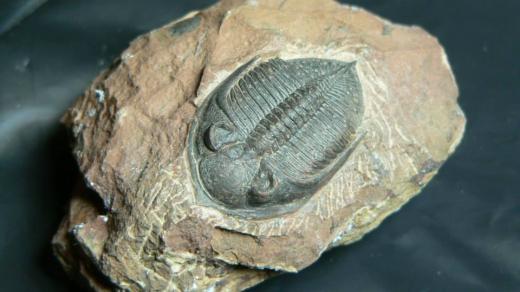 Trilobit