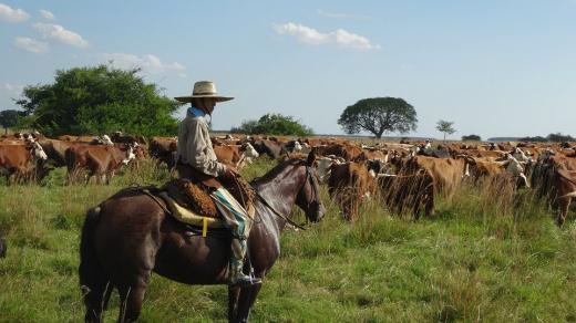 Argentinský gaučo se stádem dobytka