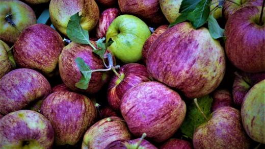 Úroda odrůdy Cameo v dobrovodském sadu nebyla velká, ale jablka jsou dobře vybarvená