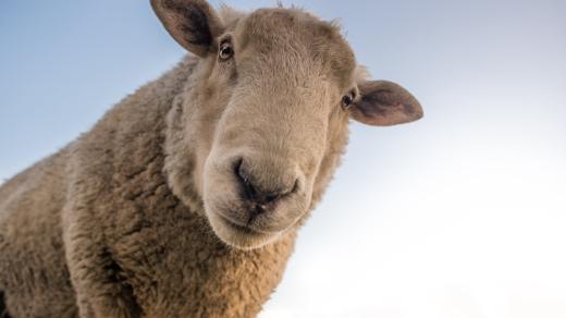 Ovce umí rozpoznávat obličeje na fotografiích.