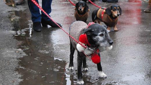 V nevlídném počasí psi svetry ocenili i z praktických důvodů
