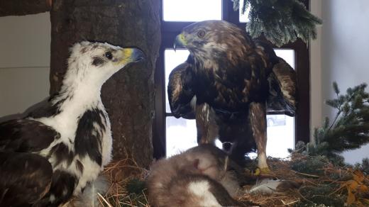 Orlice Dina zde žila od počátku a odchovala na 200 adoptivních mláďat