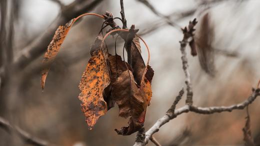 Uschlý strom, suchý list, podzim (ilustrační foto)