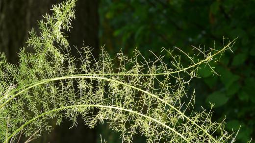 Pokojový asparágus je rostlina vhodná do chladných prostorů