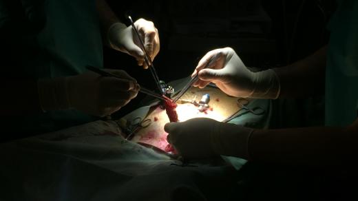 Chirurgové zkoušejí na praseti experimentálně ověřit postup ošetření poškozené anastomózy