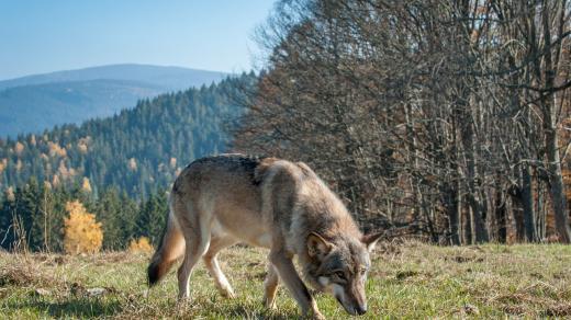 Vlk na Šumavě