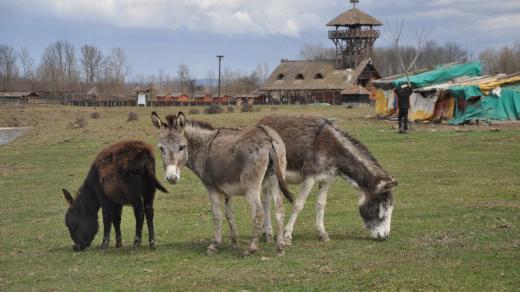 Oslí farma v srbském národním parku Zasavica