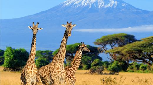 Jak vysoké jsou vlastně žirafy?