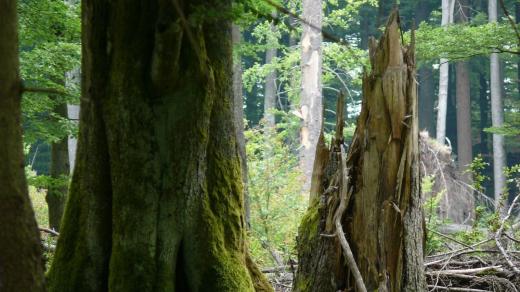 Žofínský prales. Lesy nejstarší české přírodní rezervace jsou typově nejpodobnější těm ve střední Evropě