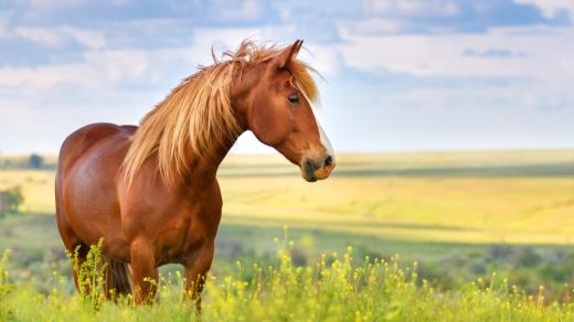 Kdo by nechtěl mít „doma“ koně