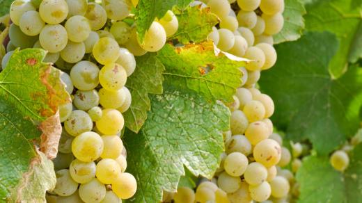 Chardonnay pochází z francouzského vinařského regionu Burgundsko
