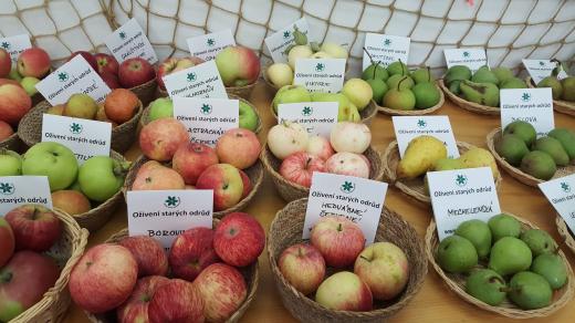 Plody starých odrůd jabloní a hrušní