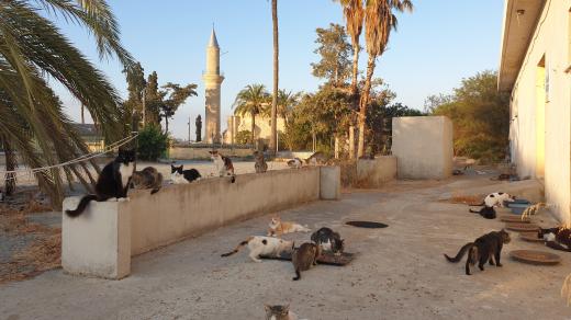 V mešitě na břehu solného jezera žije na sto koček. Stará se o ně paní Stavroula