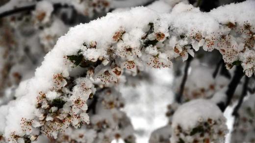Sníh na rozkvetlé švestce