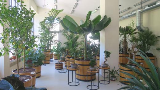 Pohled do oddělení subtropických rostlin zámecké oranžerie v Letohradu