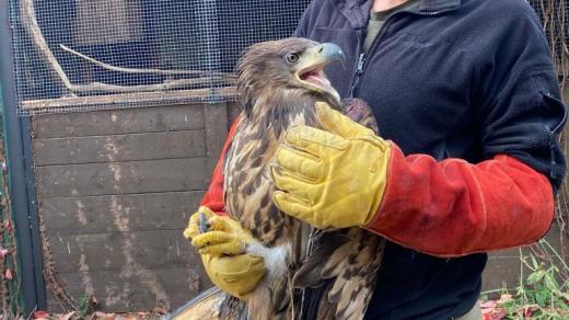 Šéf záchranné stanice v Třeboni Jan Nový a mládě orla mořského