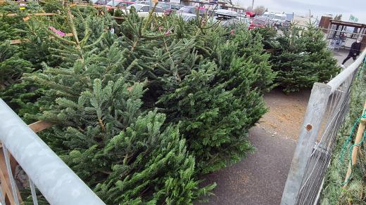 Prodej vánočních stromků