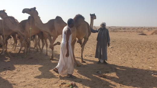 Většinu velbloudů sem na trh přivádějí pastevci ze Súdánu. Devadesát procent jich skončí u řezníků v Káhiře