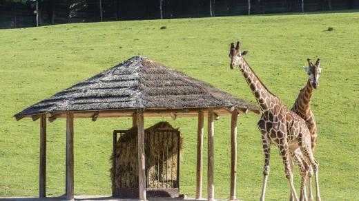 Žirafy v Safari Parku Dvůr Králové