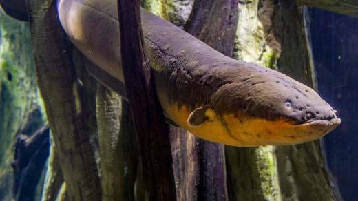 Paúhoř elektrický