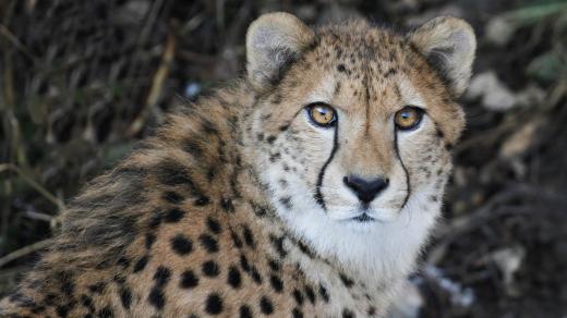 Stěhování gepardů v Safari Parku Dvůr Králové