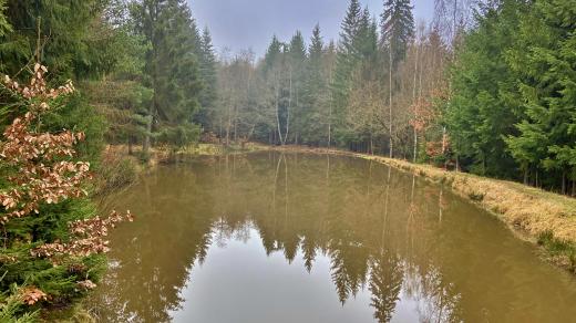 Linhartský rybník poblíž Kojatovy tvrze