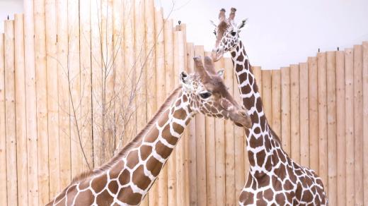 Do Safari Parku ve Dvoře Králové přicestoval nový žirafák Kiango