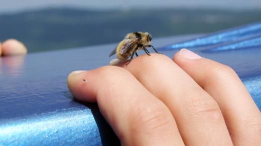 Včela, ruka