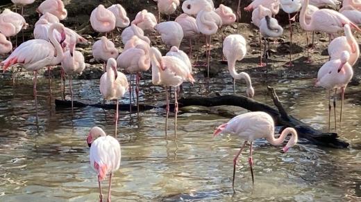 Jarní zvířecí námluvy v Zoo Hluboká