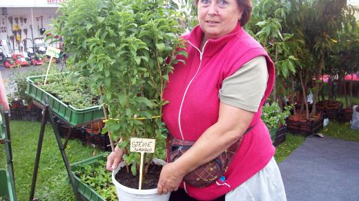 Zahradnice Miloslava Valinovová ukazuje vzrostlou stévii