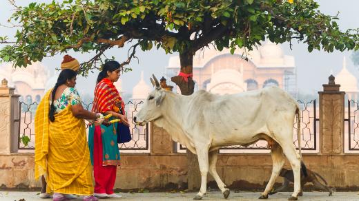 Krávy jsou v Indii posvátné a lidé se k nim chovají s úctou