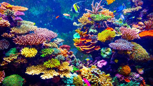 Koráli poskytují nejen domov rybám, ale také krásnou podívanou potapěčům