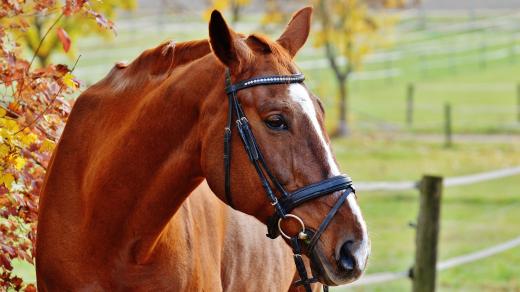 Krásná koňská srst je známkou zdraví i dobré kondice