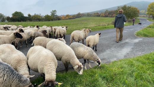 Chovatel ovcí v Českém středohoří