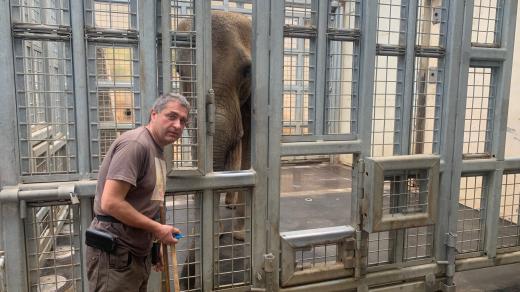 Slonice Drumba se ve dvorském safari parku učí spolupracovat s lidmi