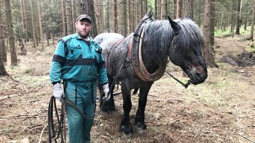 Do lesů ve Šluknovském výběžku se vrací na práci koně