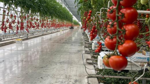 Tušimická elektrárna ukrývá i obří sklad rajčat