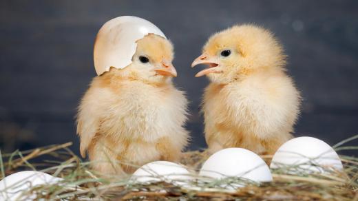 Jak se z vejce stane kuřátko?