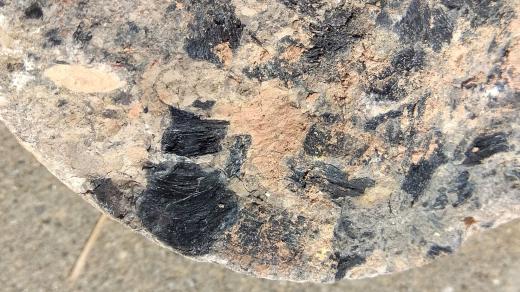 Úlomky fosilního dřevěného uhlí, uložené v říčním sedimentu, staré přibližně 85 milionů let. Vrt Dunajovice u Třeboně