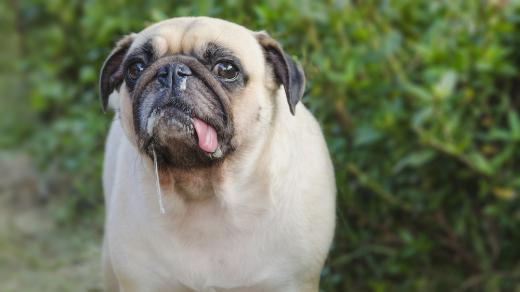 Pes, sliny, jazyk, smutný, ilustrační foto