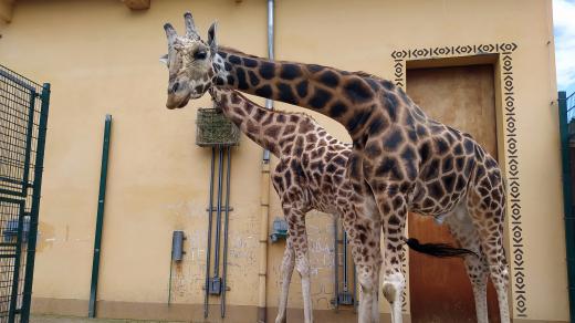 Jeden ze dvou samců žirafy Rothschildovy