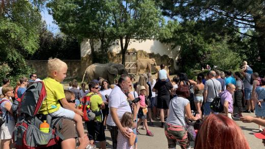 Safari park Dvůr Králové hlásí rekordní denní návštěvnost