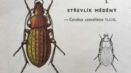 Střevlík měděný