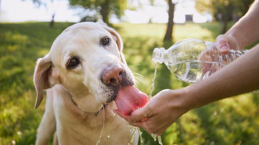 Na pitný režim v létě nesmíme zapomínat ani u psů