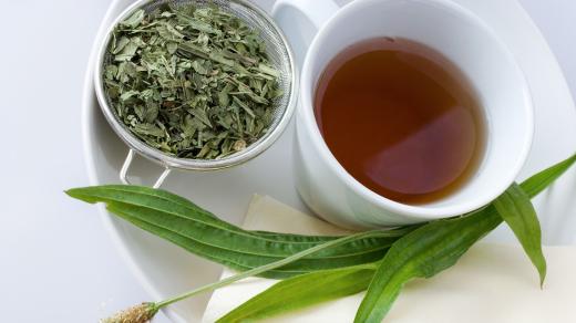 Odvar z listu jitrocele, jitrocelový čaj (ilustrační foto)