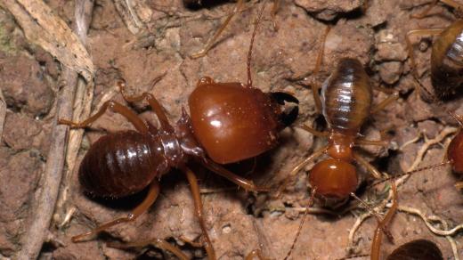 Termiti /Big-headed subterranean termites (Macrotermes sp.), a very large termite of the Peruvian Amazon/