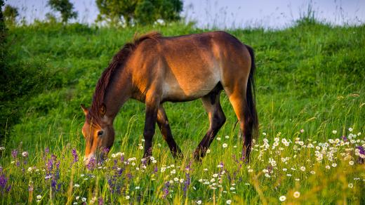 „Po pěti letech pasení divokých koní už jsou vidět velké kvetoucí plochy kopretin a šalvějí. Pastva obrovským zpsůobem pomohla i nejvzácnější místní rostlině – hořci křížatému.“